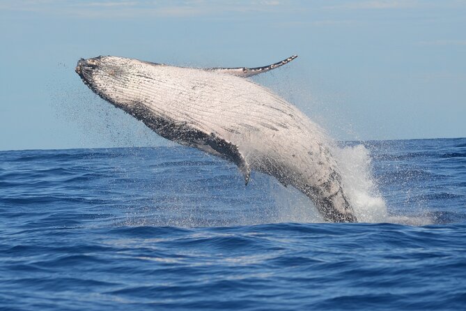 1.5-Hour Guided Whale Watching Tour - Key things to know before you go