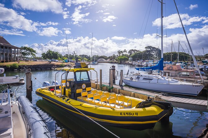 1.5-Hour Guided Whale Watching Tour - What you might see: whales plus the whole North Shore food-web