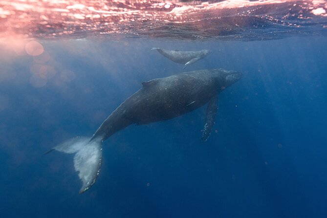 1.5-Hour Guided Whale Watching Tour - Motion sickness, jackets, and the “small stuff” that changes everything