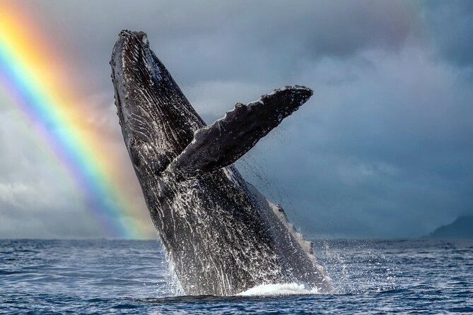 1.5 Hour Waikiki Whale Watching with E Sea Diver (Shuttle Option) - Key Things I Think You’ll Care About