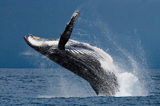1.5 Hour Waikiki Whale Watching with E Sea Diver (Shuttle Option) - Waikiki Whale Watching That Fits Real Schedules