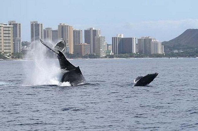 1.5 Hour Waikiki Whale Watching with E Sea Diver (Shuttle Option) - What You Get Onboard: Snacks, Bathrooms, Binoculars, and Good Sight Lines