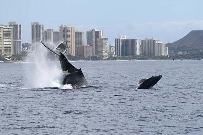1.5 Hour Waikiki Whale Watching with E Sea Diver (Shuttle Option) - How the Crew Actually Improves Your Odds
