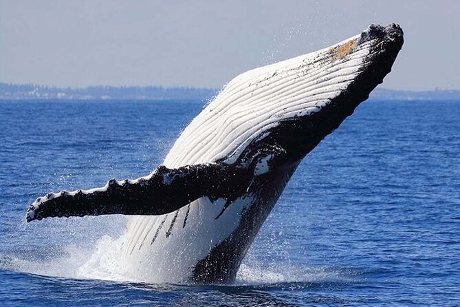 1.5 Hour Waikiki Whale Watching with E Sea Diver (Shuttle Option) - Value Math: Why $29 Can Feel Like a Deal