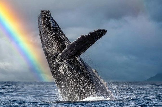 1.5 Hour Waikiki Whale Watching with E Sea Diver (Shuttle Option) - Who This Cruise Works Best For