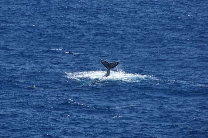1.5 Hour Waikiki Whale Watching with E Sea Diver (Shuttle Option) - Possible Snags (And How to Avoid Them)