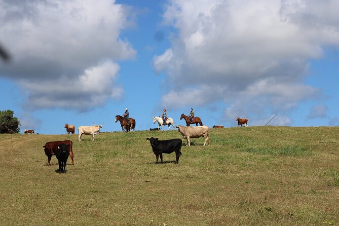 1 Hour Scenic Horseback Ride - Who should book this ride—and who might not