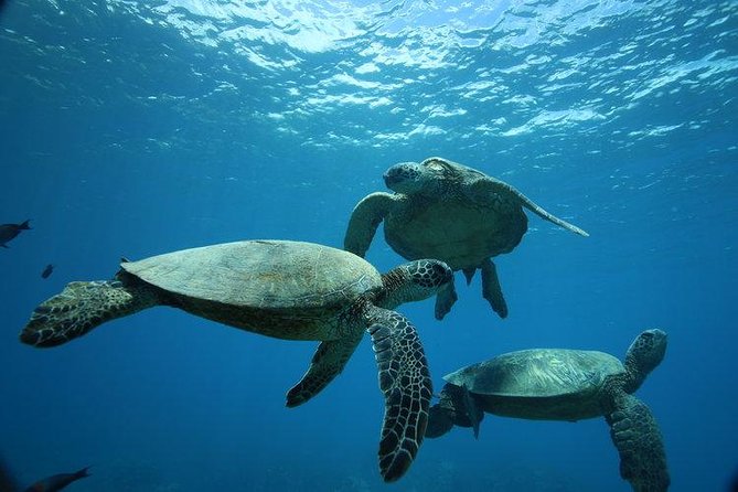 12pm Turtle Canyon Snorkel Adventure - Key highlights to know before you go