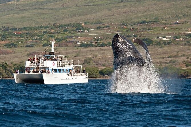 2-Hour Oahu Whale Watch from Ala Wai Harbor, Waikiki - What makes this Waikiki whale watch worth your time