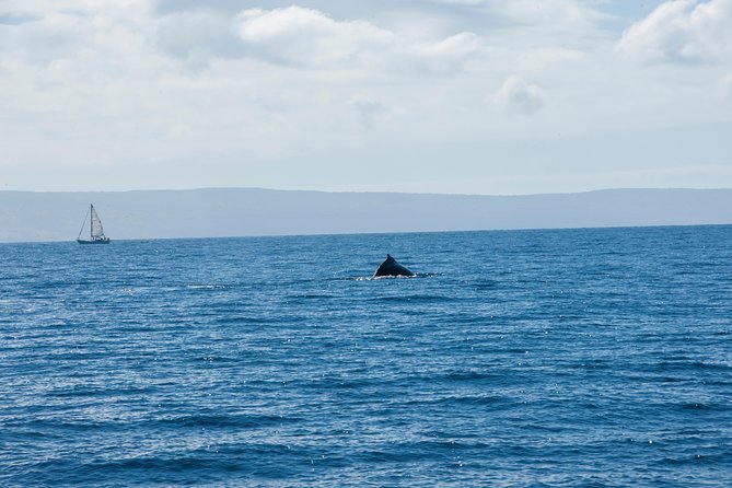 2-Hour Oahu Whale Watch from Ala Wai Harbor, Waikiki - What you can bring: BYOB, snacks, and photo-ready prep