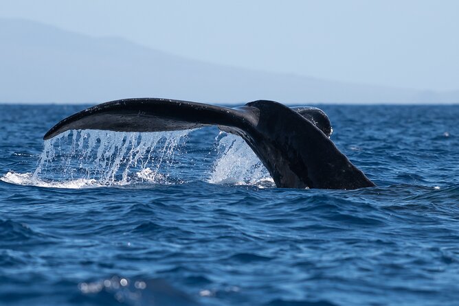2 Hour Waikiki Whale Watching in Honolulu - If whales show: breaching, calves, and those Diamond Head views