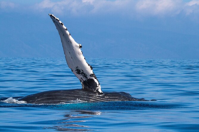 2 Hour Waikiki Whale Watching in Honolulu - When whales are far—or don’t happen: what you get instead
