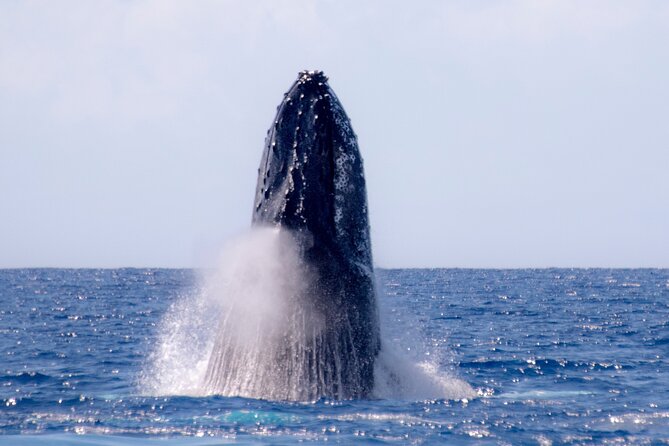 2 Hour Waikiki Whale Watching in Honolulu - BYOB comfort: snacks, drinks, and staying cozy on deck