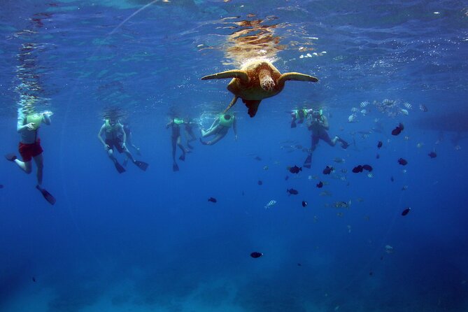 3 Zipline Adventure and 3.5 hour Afternoon Snorkel Cruise - The Onboard Hawaiian Buffet Lunch (Plus Drinks)
