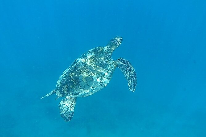 9am Turtle Canyon Snorkel Adventure - Snacks, drinks, and what to bring for a smooth morning