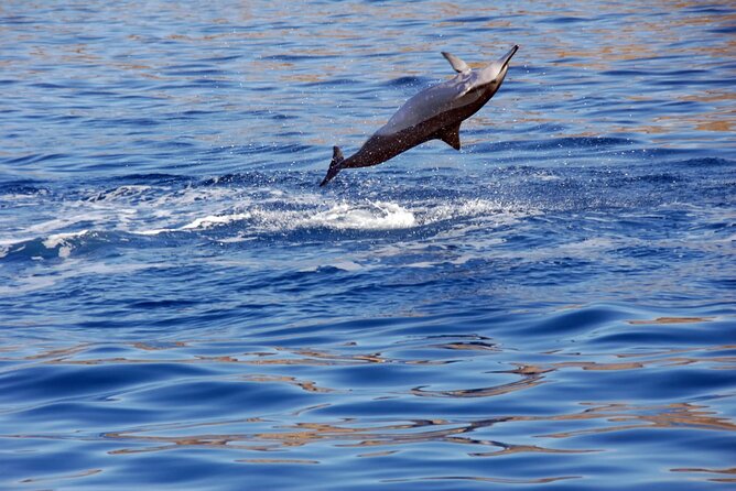 All-Inclusive Sunset Dolphin Watch and Snorkeling Cruise - The Sunset Moment: Pacific Colors Without the Headache