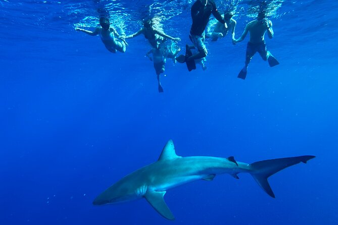 Cage-Free Shark Swim from Oahu - Cage-Free Shark Swim on Oahu: what makes it feel safe