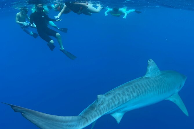 Cage-Free Shark Swim from Oahu - Group size and crew attention: why this matters more than you think