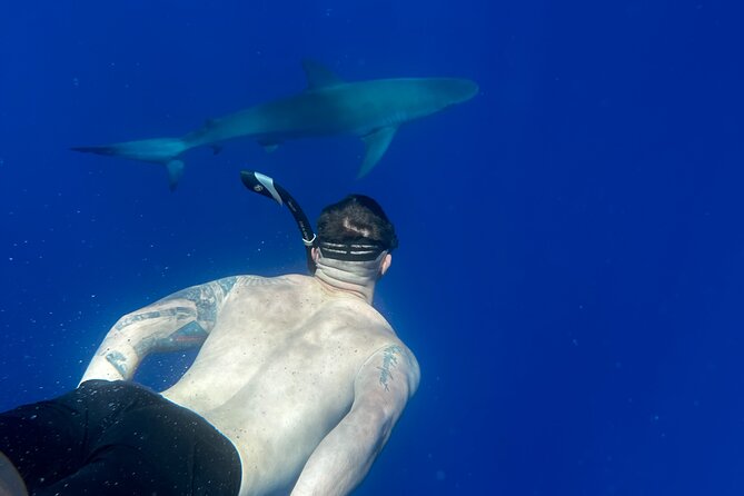 Cage-Free Shark Swim from Oahu - Physical comfort: who this suits (and who should think twice)