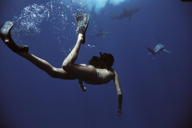 Cage-Free Shark Swim from Oahu - Value check: is $135 worth a cage-free shark swim?