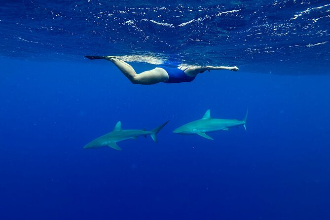 Cage-Free Shark Swim from Oahu - Weather and ride reality: what to expect on the day