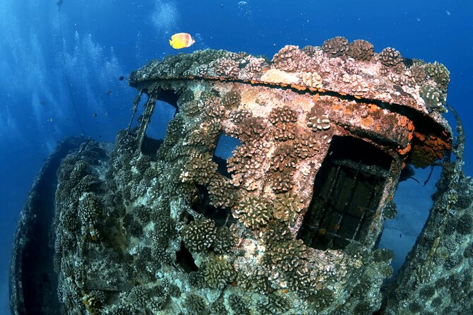 Certified Diver: 2-Tank Deep Wreck and Shallow Reef Dive Off Oahu - The Shallow Reef Finish: Wildlife Without the Grind