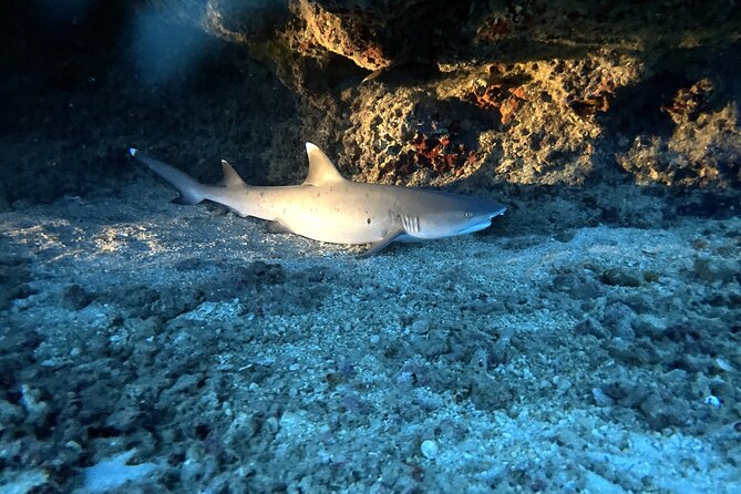 Certified Diver: 2-Tank Deep Wreck and Shallow Reef Dive Off Oahu - The Crew and Boat: The Real Reason This Feels Easy