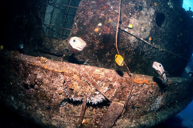 Certified Diver: 2-Tank Deep Wreck and Shallow Reef Dive Off Oahu - Price and Value: What $248.81 Is Buying You