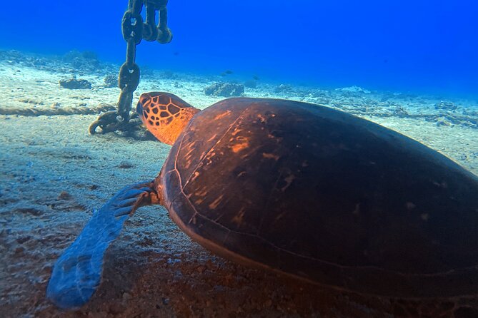 Certified Diver: 2-Tank Deep Wreck and Shallow Reef Dive Off Oahu - The Best Fit: Who This Tour Suits