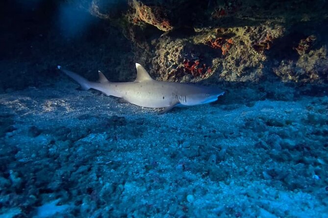 Certified Diver: 2-Tank Night Dive - Night Scuba in Oahu: Why Darkness Changes Everything