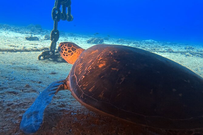 Certified Diver: 2-Tank Night Dive - Safety and Service: What the Best Crews Do Well