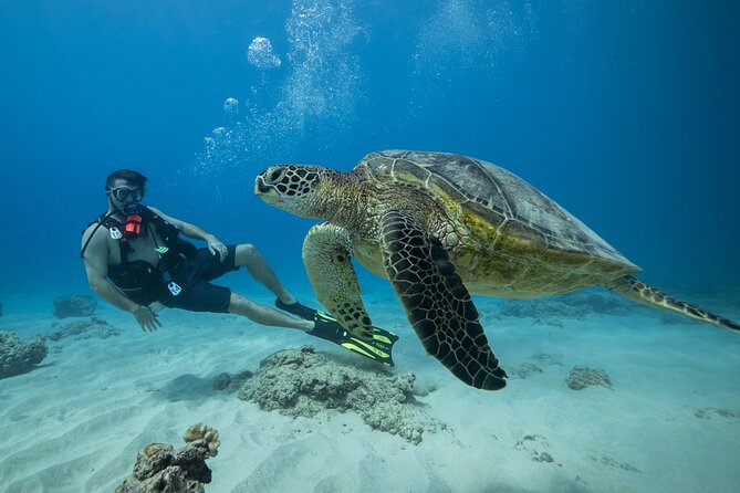 Certified Diver: 2-Tank Shallow Reef Dives off Oahu - Quick hits you’ll care about