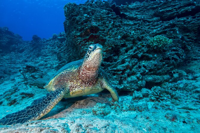 Certified Diver: 2-Tank Shallow Reef Dives off Oahu - Two-tank, shallow-water timing that makes the day feel manageable
