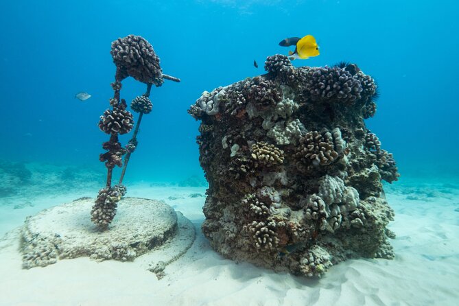 Certified Diver: 2-Tank Shallow Reef Dives off Oahu - Gear, snacks, and comfort touches that improve the whole day