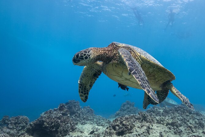 Certified Diver: 2-Tank Shallow Reef Dives off Oahu - Add-ons: GoPro, DPV scooter, Nitrox, private help, and photos