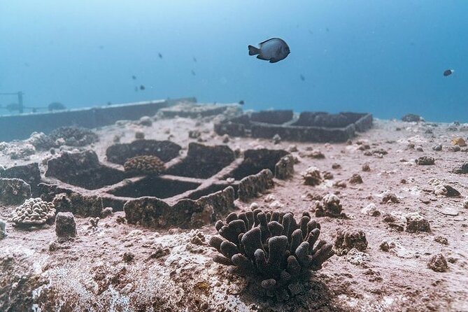 Certified Divers: Best 2-Tank Wrecks & Reef Boat Dive All Inclusive From Waikiki - Safety and conservation rules: staying close to the guide