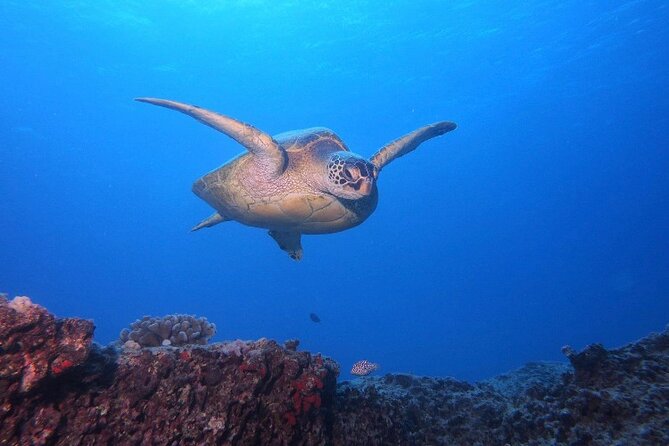 Certified Scuba Diving Along Two Shallow Reef Sites - Key things I’d circle before you book