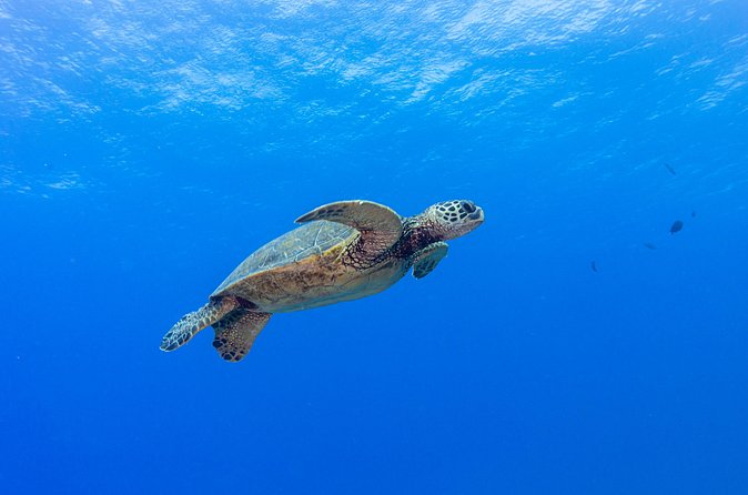 Certified Scuba Diving Along Two Shallow Reef Sites - The heart of the day: two shallow reef stops between 30 and 40 feet