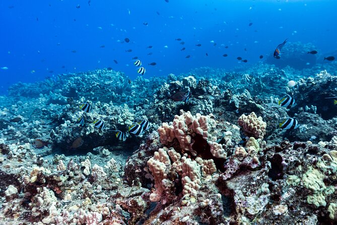Certified Scuba Diving Experience in Honolulu - Your Morning Flow: Meeting Point, Check-In, and Boat Time