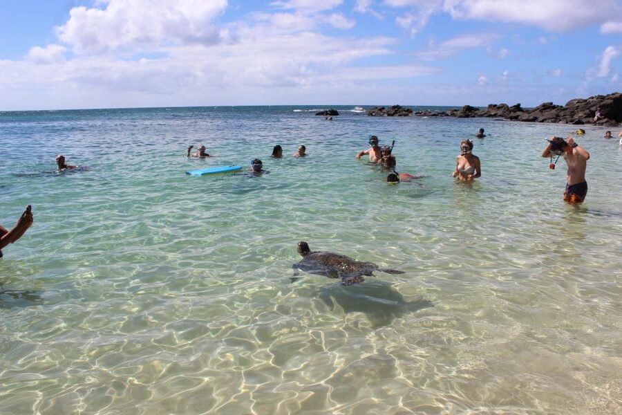 Circle Island: Swim with Turtles and Explore Paradise Oahu - North Shore flavor moments: shrimp, surf towns, and movie-scene scenery