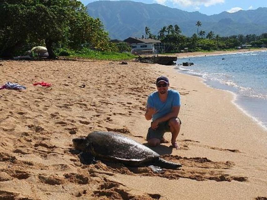 Circle Island: Swim with Turtles and Explore Paradise Oahu - Turtle Town snorkeling on the North Shore: your honu moment