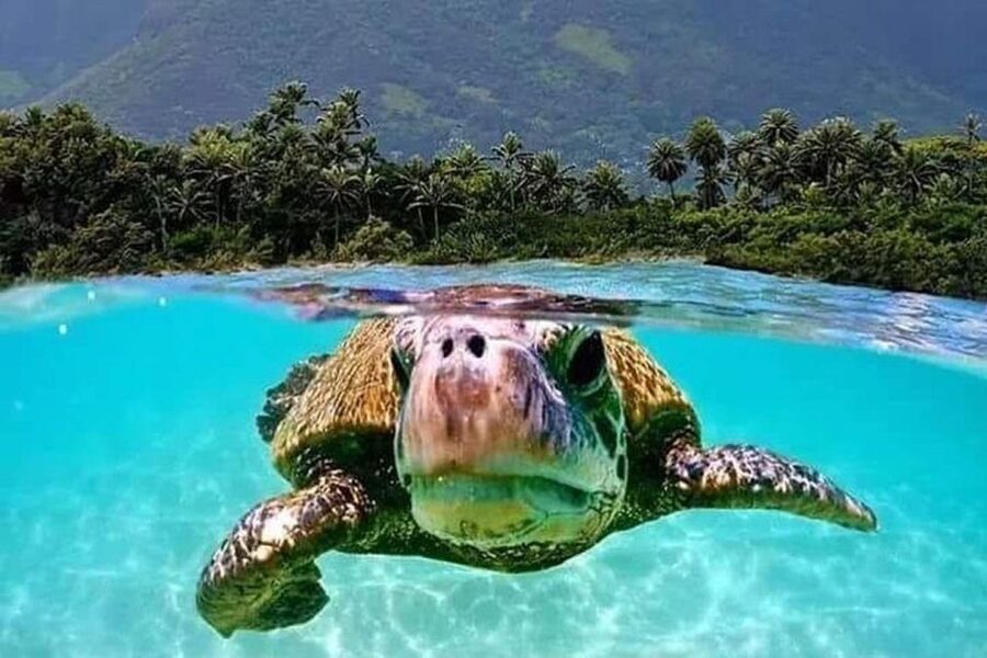 Circle Island: Swim with Turtles and Explore Paradise Oahu - Dole Plantation: pineapple gardens and the ice cream stop