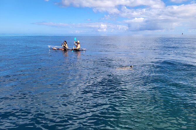 Clear Bottom Kayak - Guaranteed to see Turtles! - Price and Value on Oahu’s North Shore: What You’re Really Paying For