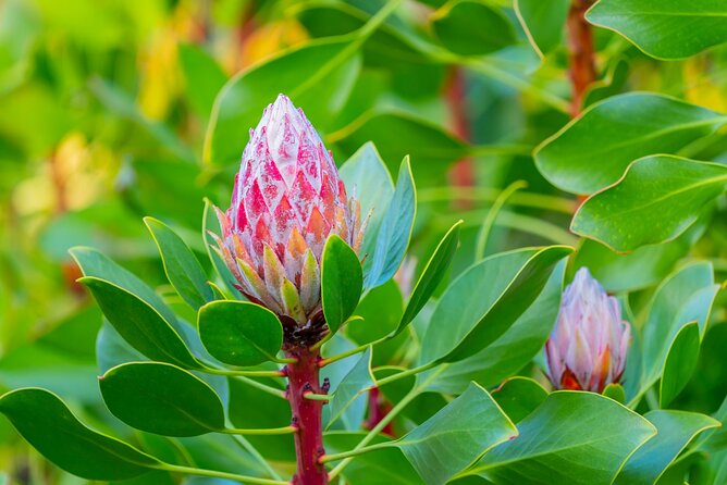 Day Trip Oahu to Maui: Sips, Sites and Bites - Air-Conditioned Vans, Seating, and the Comfort Factor