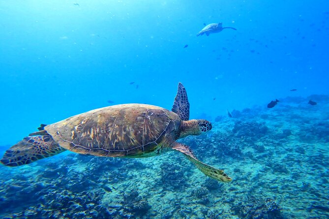 Deluxe Turtle Snorkeling Escapade at Waikiki - Waikiki Turtle Snorkeling From a Luxury Catamaran (Not a Party Boat)