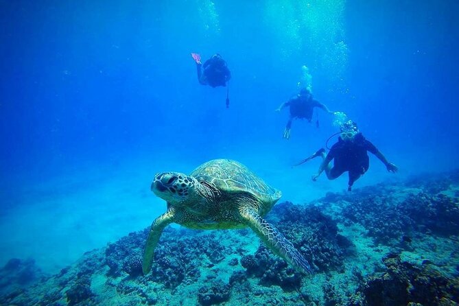 DISCOVER Scuba Diving Experience in Honolulu - First steps at Kewalo Basin Harbor