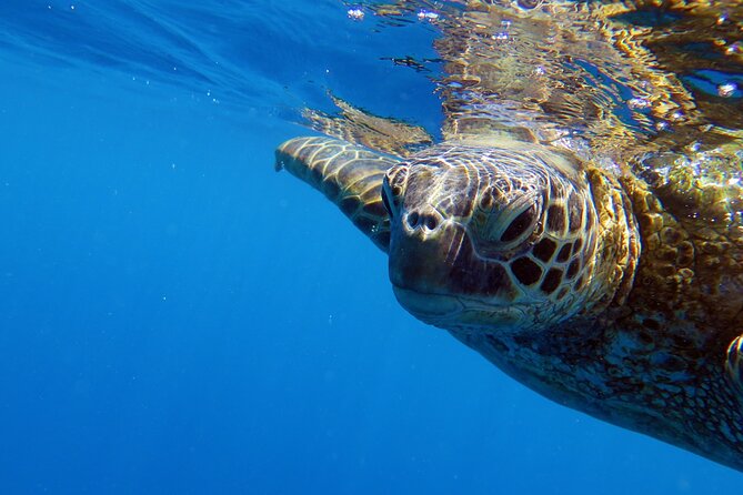 DISCOVER Scuba Diving Experience in Honolulu - Your 1-on-1 skills session with a PADI Professional