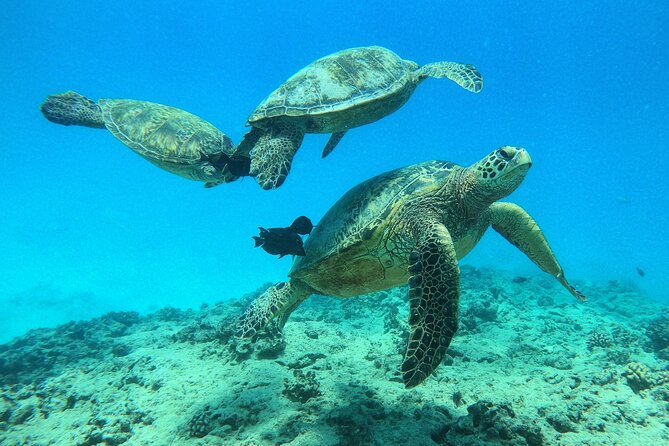 DISCOVER Scuba Diving Experience in Honolulu - Marine life you can actually expect near Waikiki