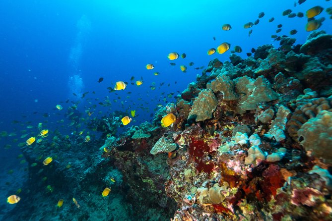 DISCOVER Scuba Diving Experience in Honolulu - Gear rental, snacks, and comfort between water sessions