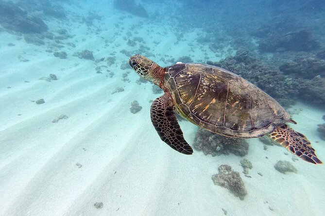 Discover Scuba Diving in Hawaii - Non certified divers! - Meeting at Maunalua Bay: Where Your Morning Gets Real